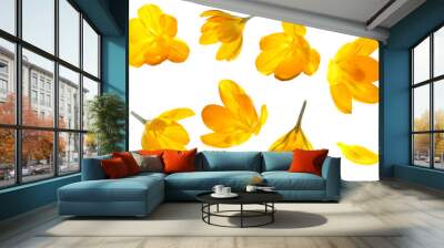 Crocus yellow flower isolated set on white background Wall mural