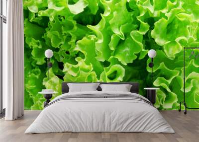 Background of fresh lettuce leaves Wall mural