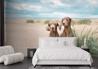 Two Weimaranera sit on the beach Wall mural