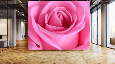 Pink rose  as a background Wall mural