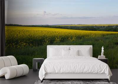 Rapeseed field near the meadow at sunset Wall mural