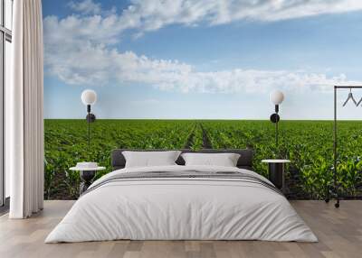 Young green corn field under cloudy sky Wall mural