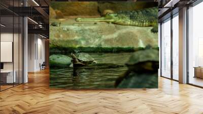 little turtle on a green gavial. scales reptile in the water. wild green gavial in nature on a rock by the lake Wall mural