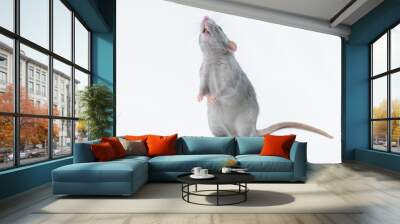 affectionate cute rat sitting on white background Wall mural