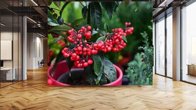 Ardisia flower with red berries in a red pot Wall mural