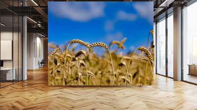 field of wheat Wall mural