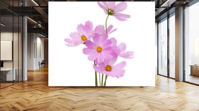 cosmos flower Wall mural