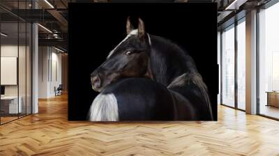 Beautiful horse look back isolated on black background Wall mural