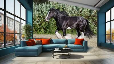 Black tinker horse running gallop on the field Wall mural