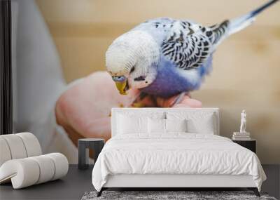 Bright, cute parrot and a young woman holding food on her hand. Close-up, indoors. Studio photo. Day light. Concept of care, education and raising pets Wall mural