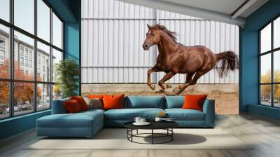 Chestnut horse running in paddock on the sand background Wall mural