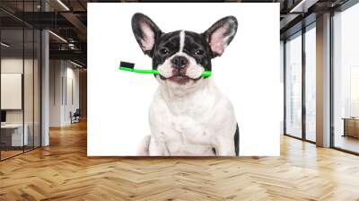 Cute brown dog, towel and toothbrush. Close-up, indoors. Studio shot, isolated background. Concept of care, education, obedience training and raising pets Wall mural