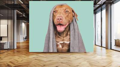 Cute brown dog and blue towel. Grooming dog. Close-up, indoors. Studio shot. Concept of care, education, obedience training and raising pets Wall mural