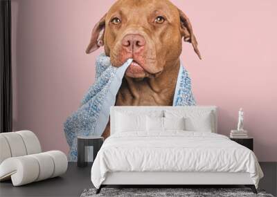 Cute brown dog and blue towel. Grooming dog Wall mural