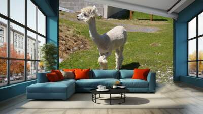 Cute white alpaca on a background of green grass. Wall mural