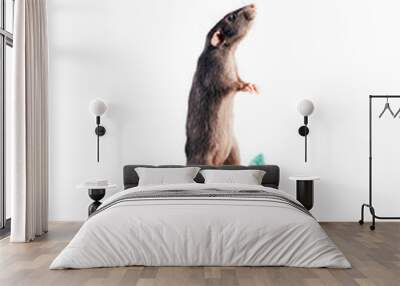 Gray-white rat standing on hind legs on a red felt machine with a Christmas tree in the back. New Year Gifts Delivery Concept. The symbol of the New Year 2020 according to the Chinese eastern calendar Wall mural