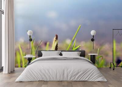 green fresh grass and blurred blue background Wall mural