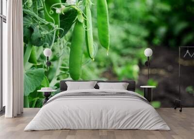 green peas grow on a bed in a vegetable garden in the countryside Wall mural