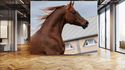 Head of a beautiful chestnut arabian horse, portrait in motion closeup. Wall mural