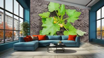 Flowering zucchini plant in the garden. Pumpkin blossoms in the garden Wall mural