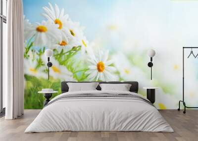 Beautiful chamomile flowers in meadow. Spring or summer nature scene with blooming daisy in sun flares. Wall mural