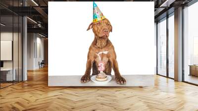 Lovable, pretty brown puppy and party hat. Close-up, indoors, studio photo. Day light. Concept of care, education, obedience training and raising pets Wall mural