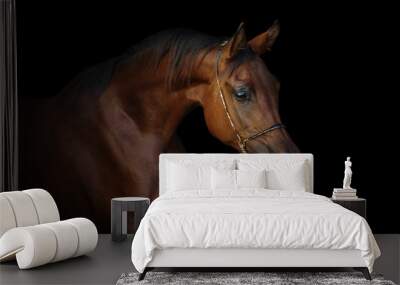 Portrait of a beautiful chestnut arabian horse isolated on black background Wall mural