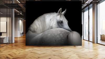 Portrait of a beautiful white Arabian horse looks back on black background Wall mural