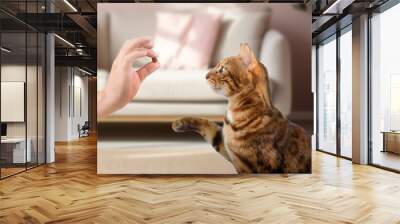 Bengal cat and the owners hand with a treat on the background of the room. Wall mural