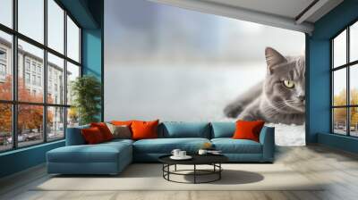 British cat and labrador dog together on the floor indoors. Wall mural