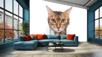 Wet bengal cat in a towel on a white background Wall mural