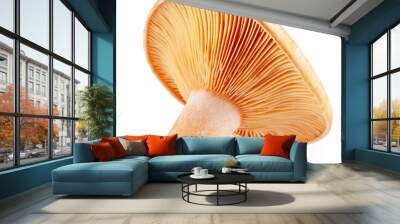 Saffron milk cap. Forest mushroom isolated on a white background Wall mural