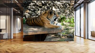 Siberian tiger, also known as the Amur tiger. Wall mural