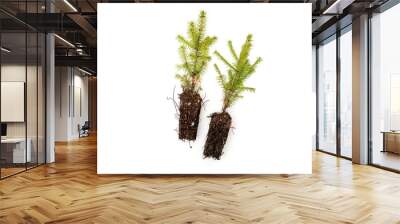 Spruce seedlings isolated on white background. Two spruce saplings with roots Wall mural