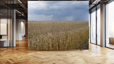 View of a field of ripe wheat against a stormy sky. Wall mural