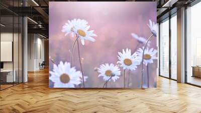 vintage daisy flowers at sunrise Wall mural