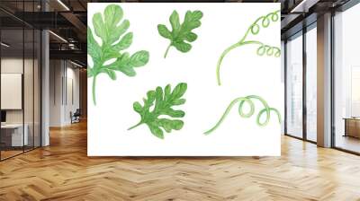 Watercolor watermelon green leaves isolated on white background. 
Hand drawn botanical illustration clipart. Wall mural