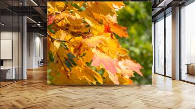 Autumn colorful maple leaves on tree in warm sunny rays as background. Season weather. Close up. Outdoors. Wall mural