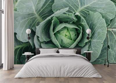 White Cabbage Growing In A Vegetable Garden Wall mural