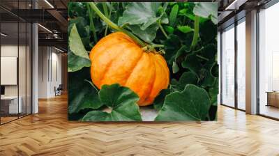 Orange fresh pumpkin in garden Wall mural