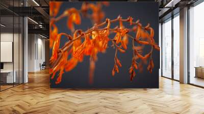 Colourful inflorescences of vivid red and orange flowers on divaricate branching stems on dark background Wall mural