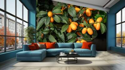 Exotic kumquat fruits, rich fruit harvest close up Wall mural