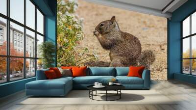 California ground squirrel or Beechey ground squirrel  eating a flower in Monterey, California Wall mural