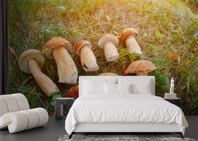 Bunch of Fresh Edible forest Mushrooms of Boletus Leccinum aura Wall mural