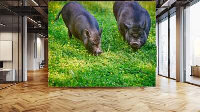 Vietnamese big-bellied black pigs. Are grazed on a farm on a clear green meadow with a fresh grass and flowers Wall mural