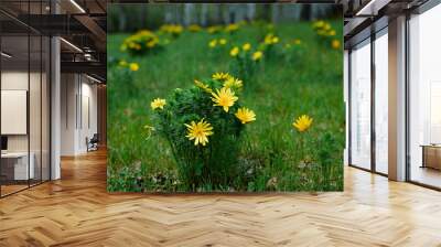 Wild spring bright yellow flower Adonis vernalis in the glades of the birch forest Wall mural