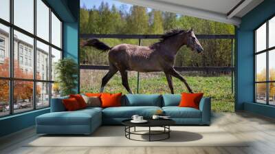 One gray horse galloping on the pasture Wall mural