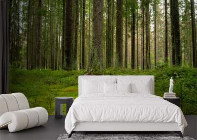 Pine forest.Evergreen light coniferous forest.Reserve.Oxygen production in nature.Lots of trees.Green moss. Wall mural