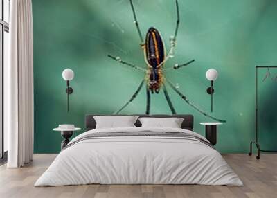 spider on the web Wall mural