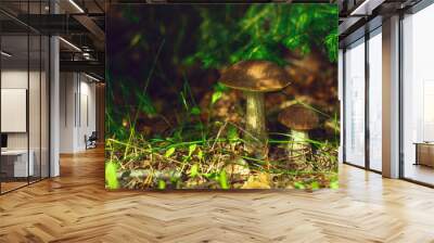 The mushroom podberezovik ordinary grows under a green Christmas tree in the forest. Mushroom picking. Wall mural